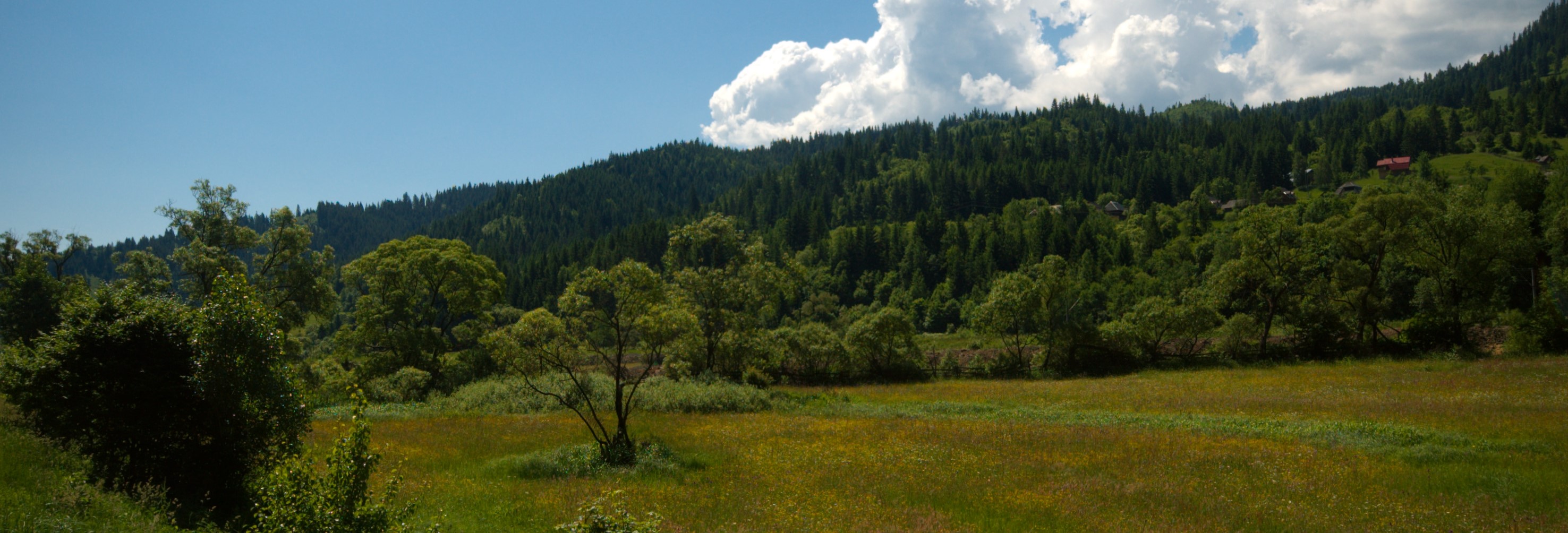 Ocolul Silvic Gheorgheni